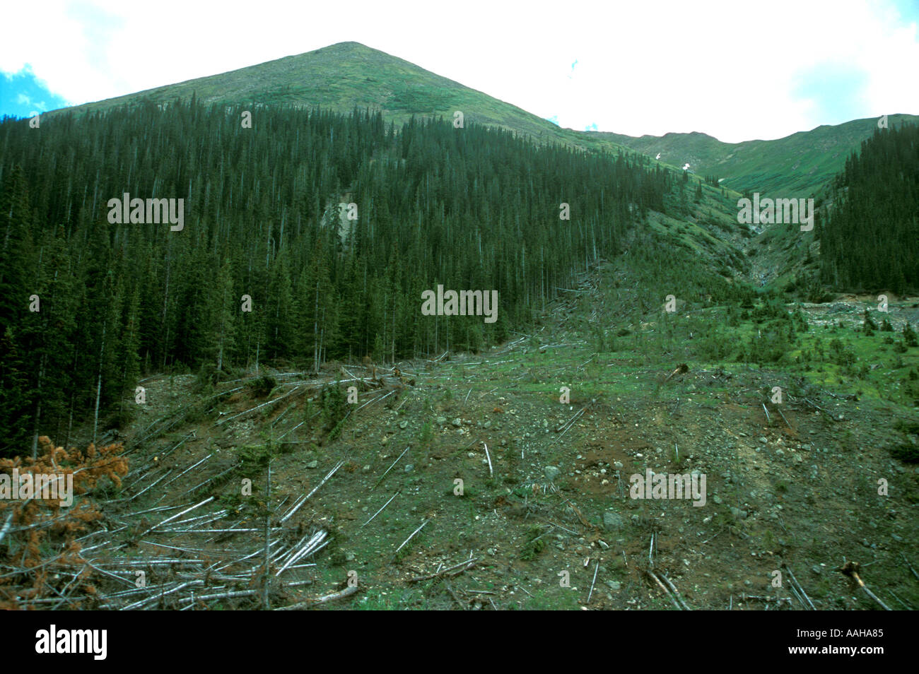 Avalanche chute damage in Colorado Rocky Mountains Stock Photo Alamy