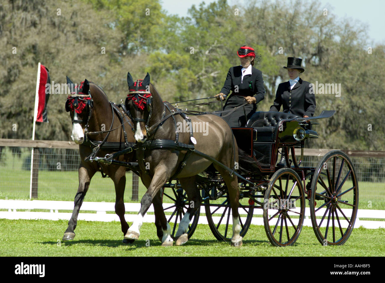 Equestrian driving team competing on cones course Stock Photo Alamy