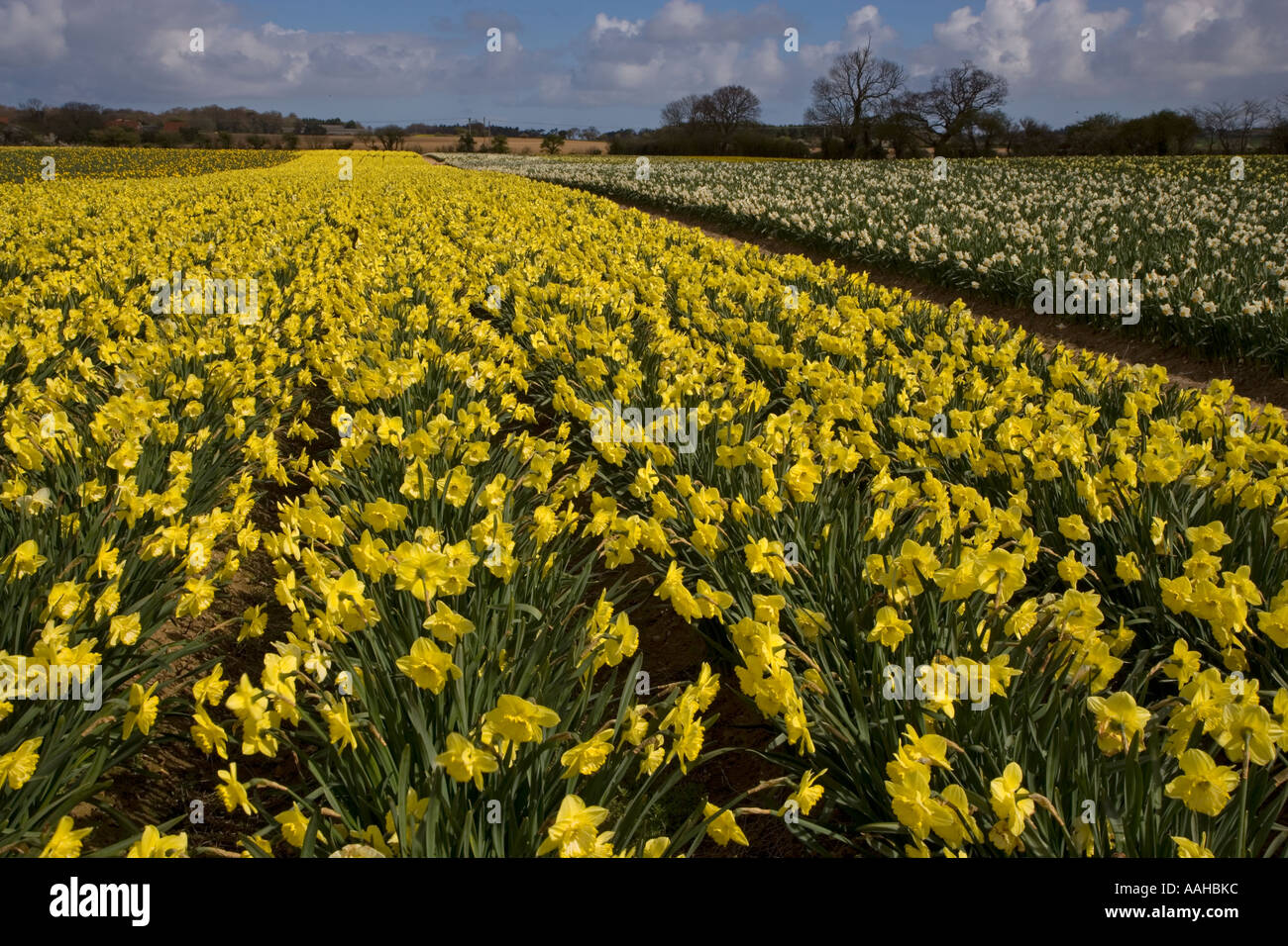 Commercial Daffodils Growing Happisburgh Norfolk March UK Stock Photo Alamy