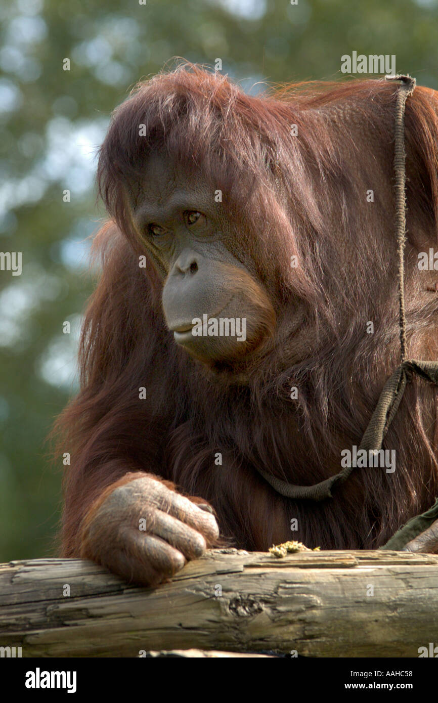 Orangutan At Busch Gardens Zoological Park In Tampa Florida Usa