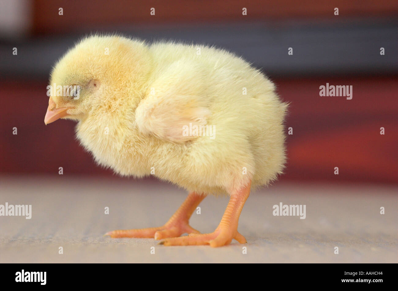 Sleeping baby chicken Stock Photo Alamy