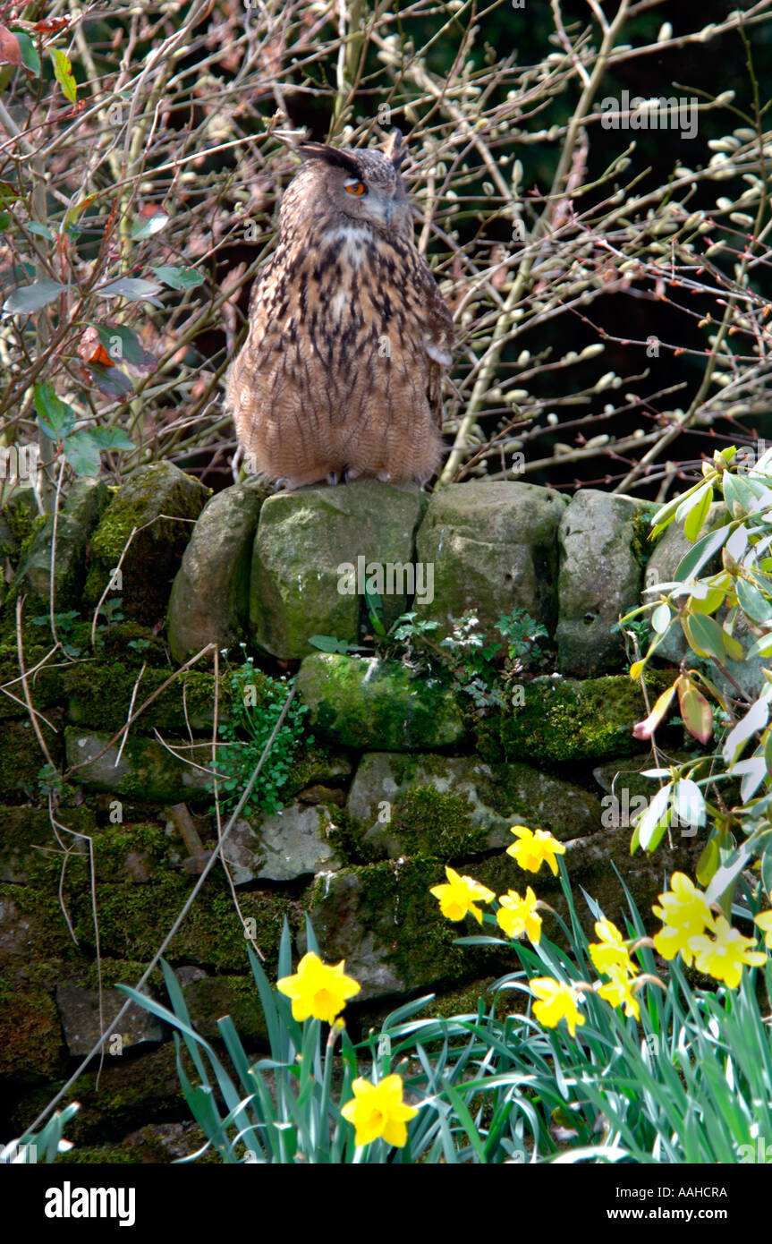European Eagle Owl (Bubo bubo) Stock Photo