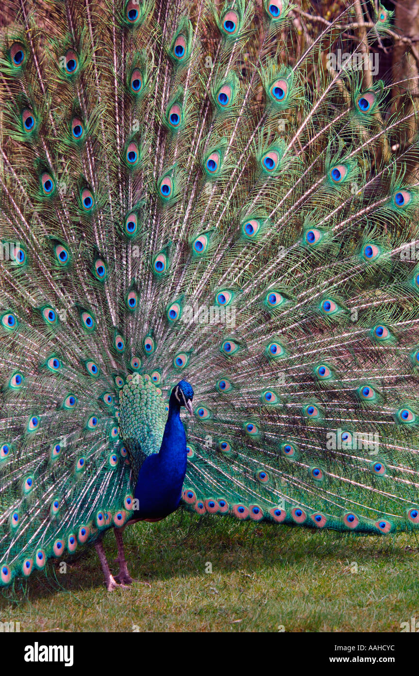 Indian peacock hi-res stock photography and images - Alamy