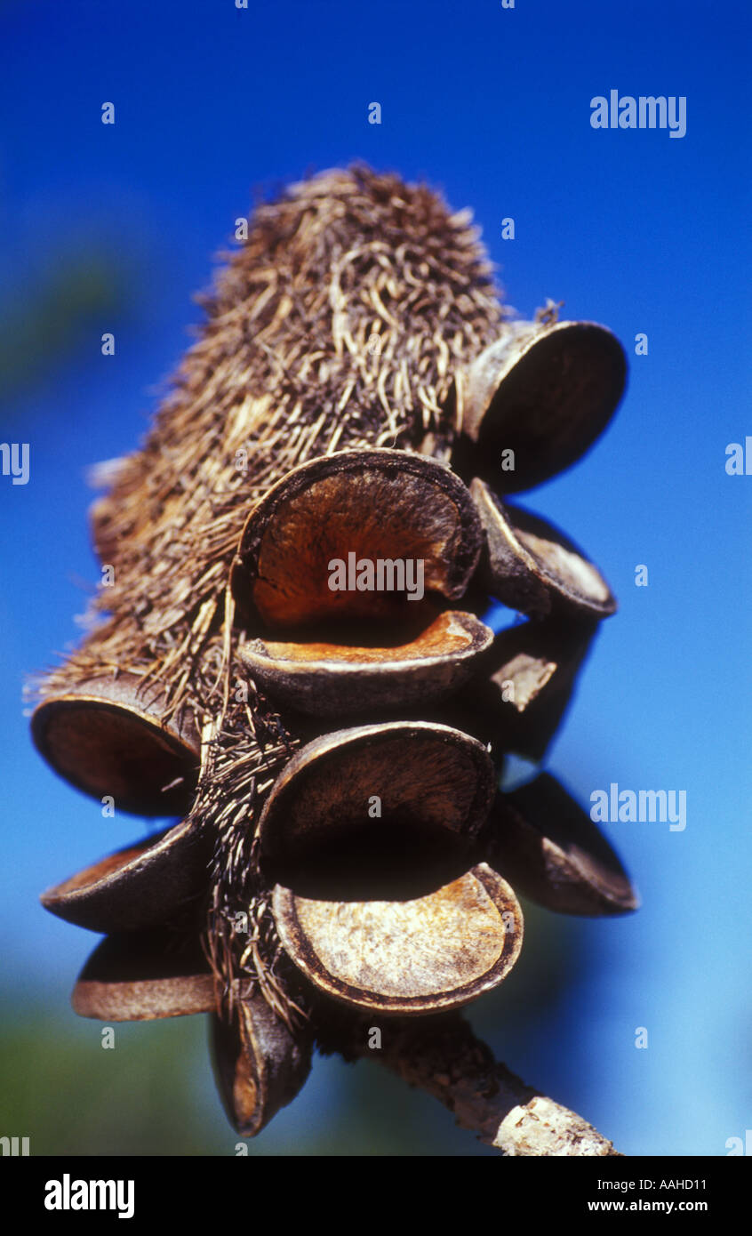 Banksia robur seed capsules of this tree endemic to Queensland Australia stimulated by smoke open only after a bushfire sip 3508 Stock Photo
