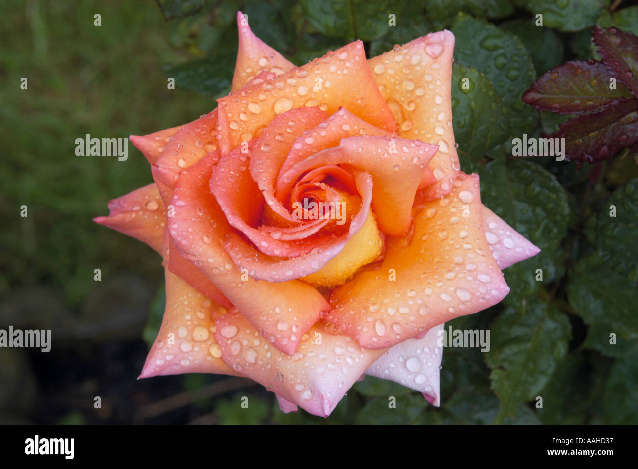 Hybrid Tea Rose Dawn Chorus rain drops Stock Photo