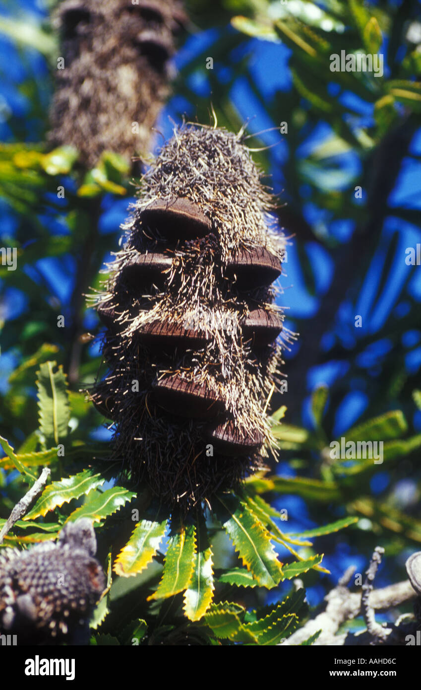 elf bar vape uk Psorothamnus spinosus, Smoketree, Southwest Desert Flora main image 0