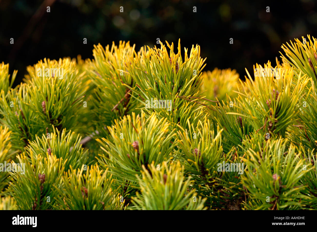 Pinus Mungo (Winter Gold).Also Known As Mountain Pine. Stock Photo