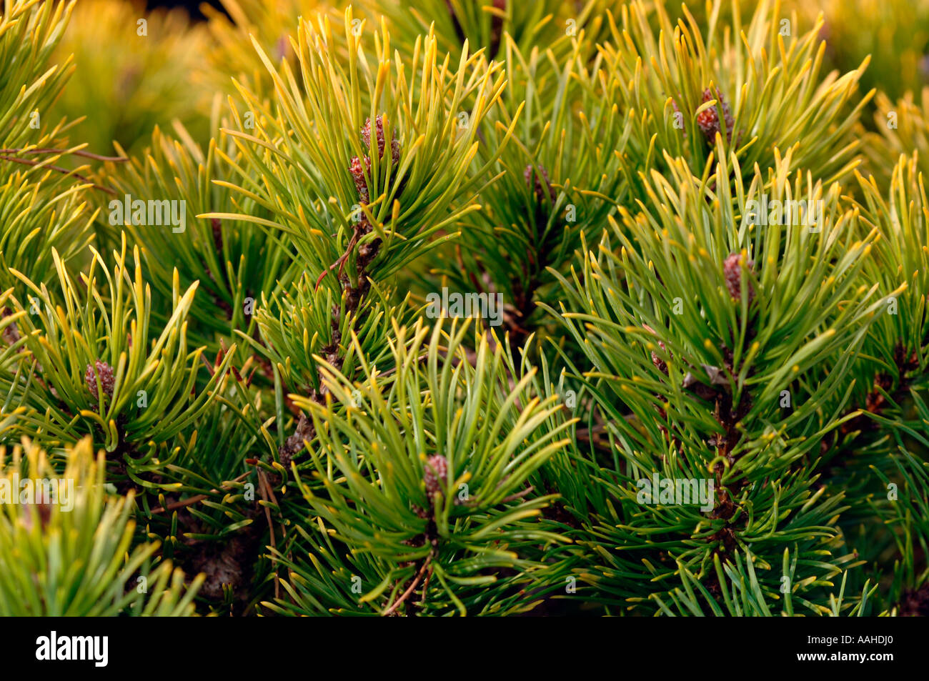 Pinus Mungo (Winter Gold).Also Known As Mountain Pine. Stock Photo