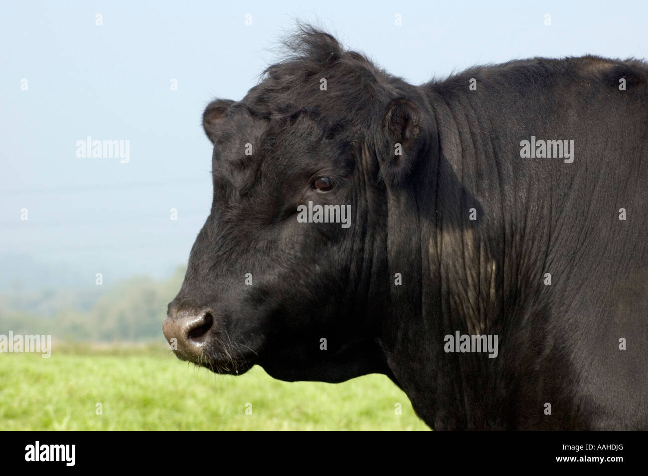 Black Bull head and shoulders in profile Stock Photo - Alamy