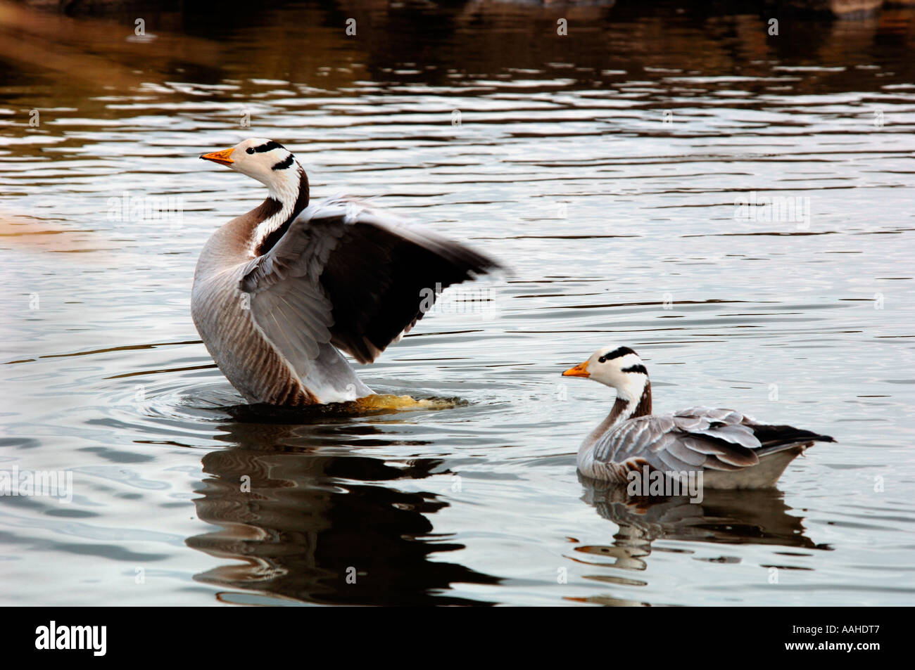 Catching Geese Hi Res Stock Photography And Images Page 2 Alamy