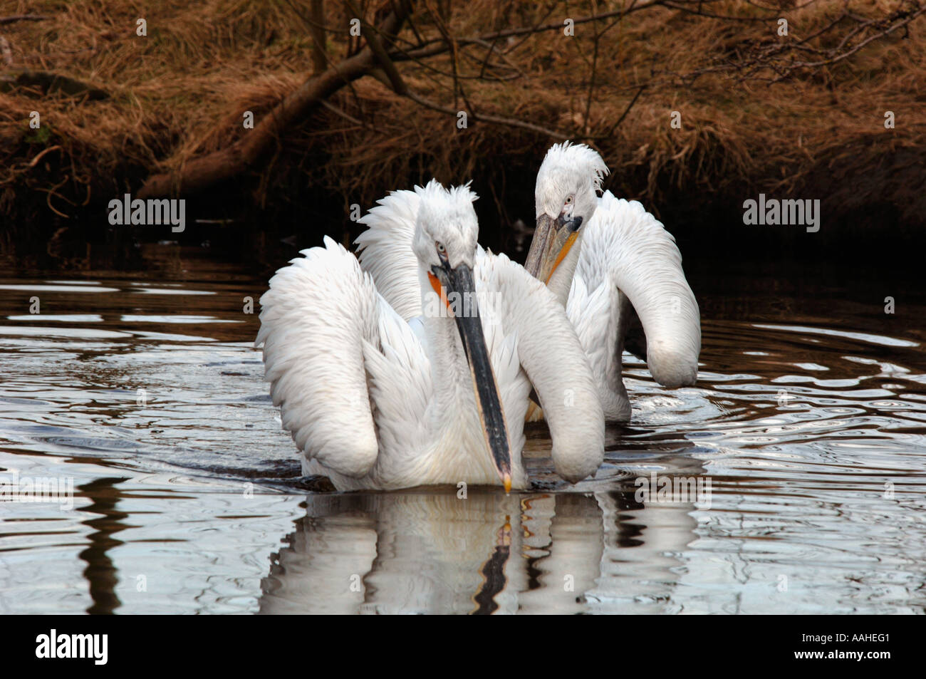 Dalmatian dog visual data 4