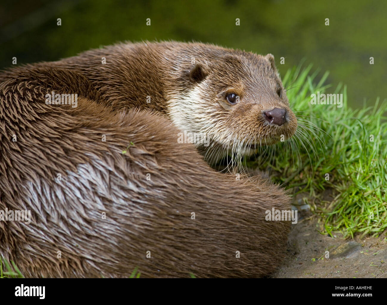 Otter Lutra lutra Portrait Stock Photo