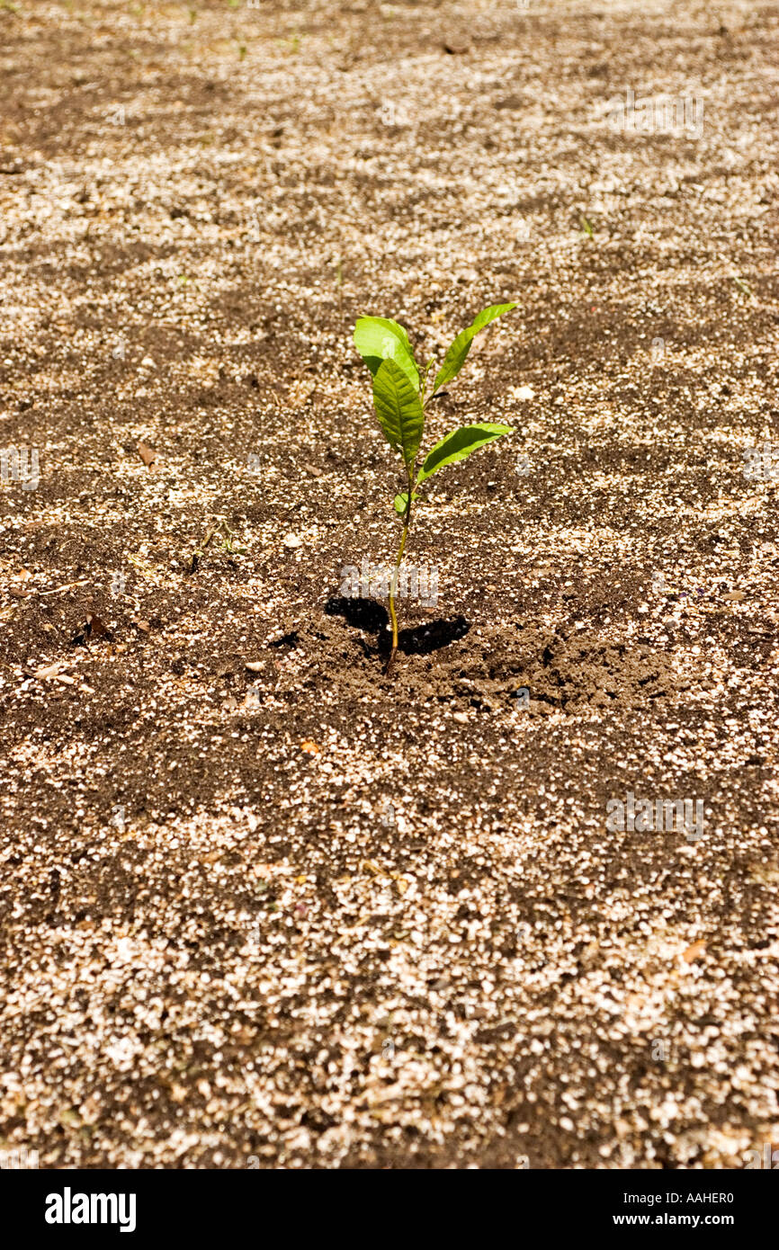 Plant single in garden lonely Stock Photo Alamy