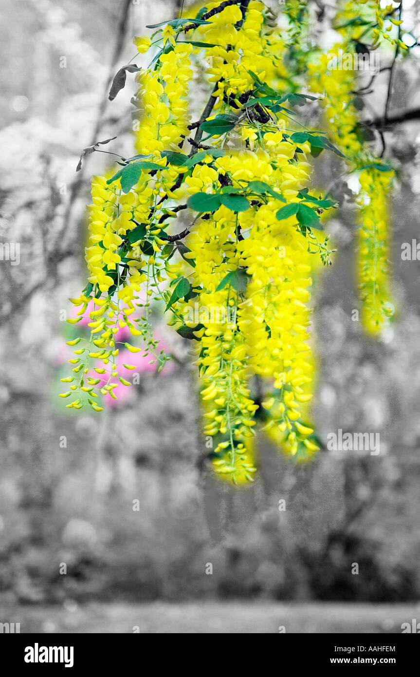 Hanging Laburnum blossom Stock Photo - Alamy