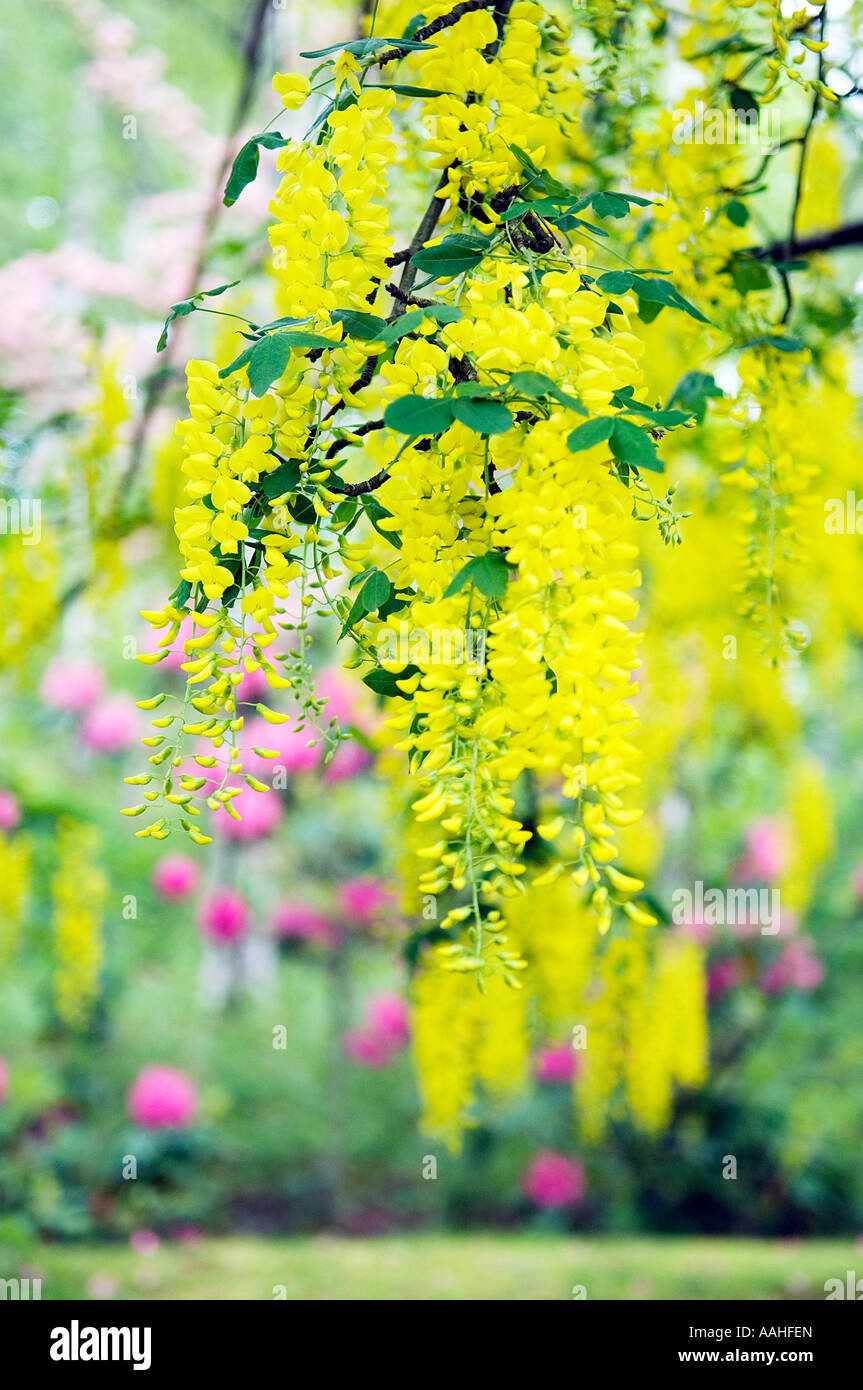 Laburnum blossom hi-res stock photography and images - Alamy