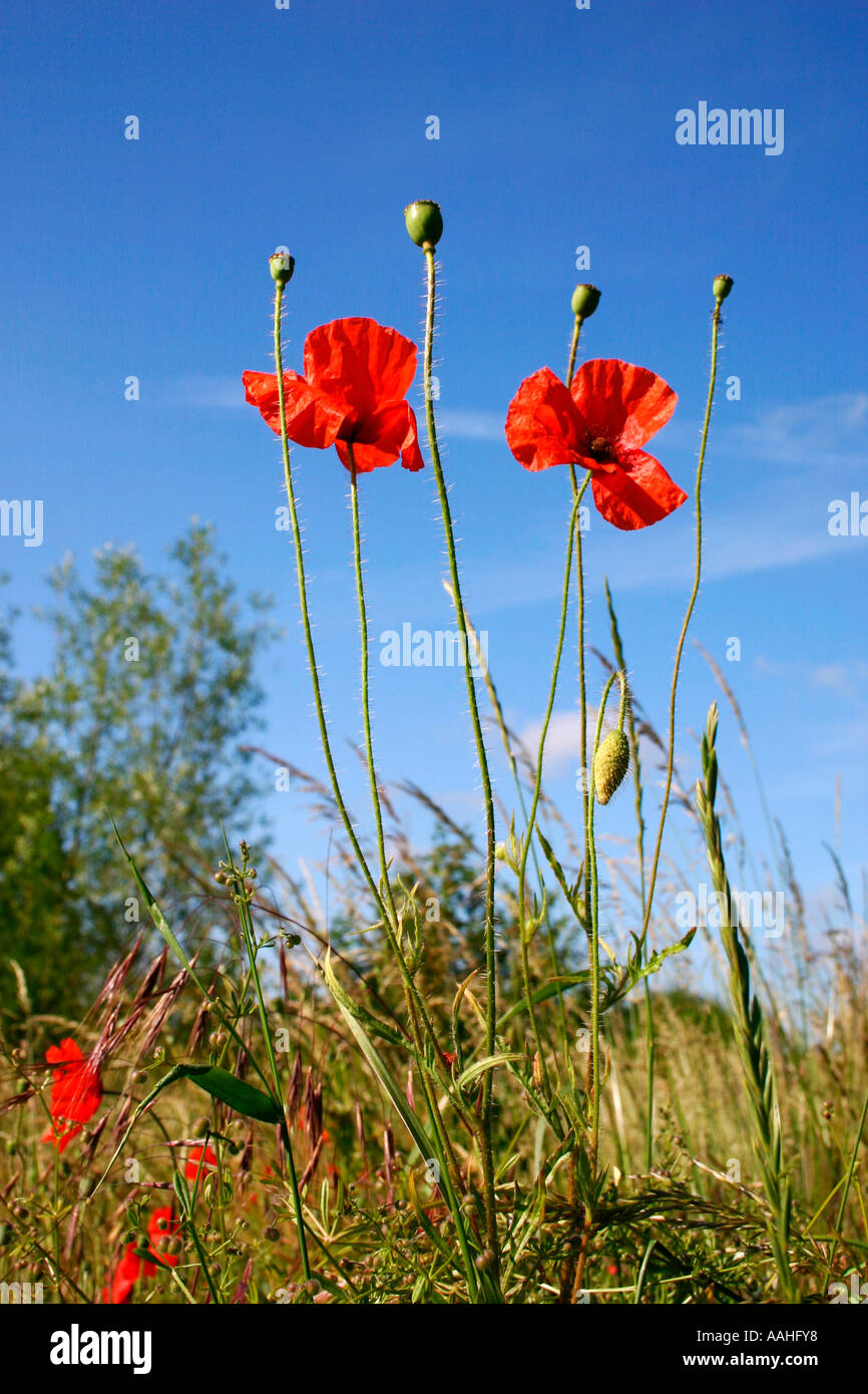 Weeds that are poppies hi-res stock photography and images - Alamy