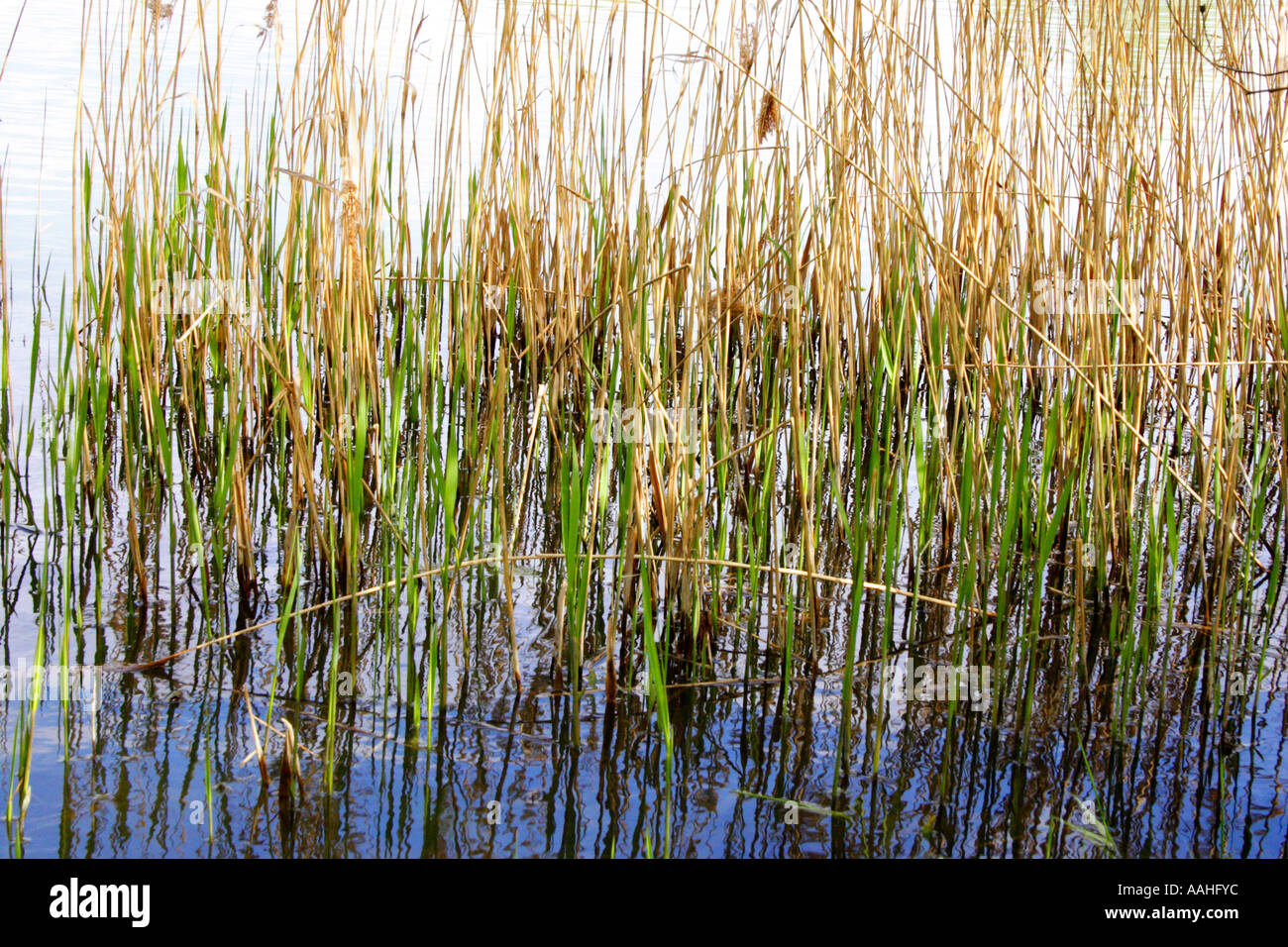 Water reeds growing plants hires stock photography and images Alamy