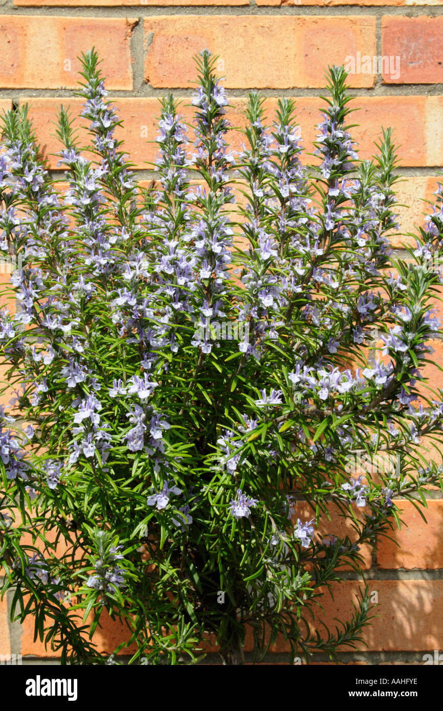 A Rosemary herb shrub Stock Photo Alamy