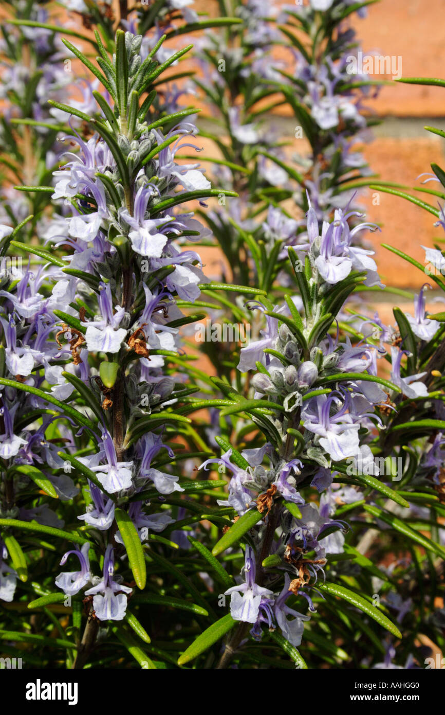 A Rosemary herb shrub Stock Photo Alamy