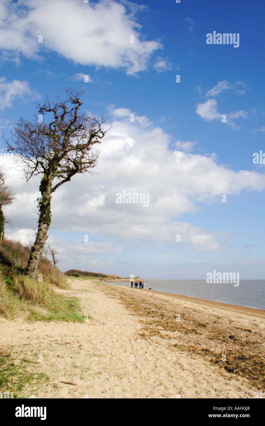West mersea island beach hires stock photography and images Alamy