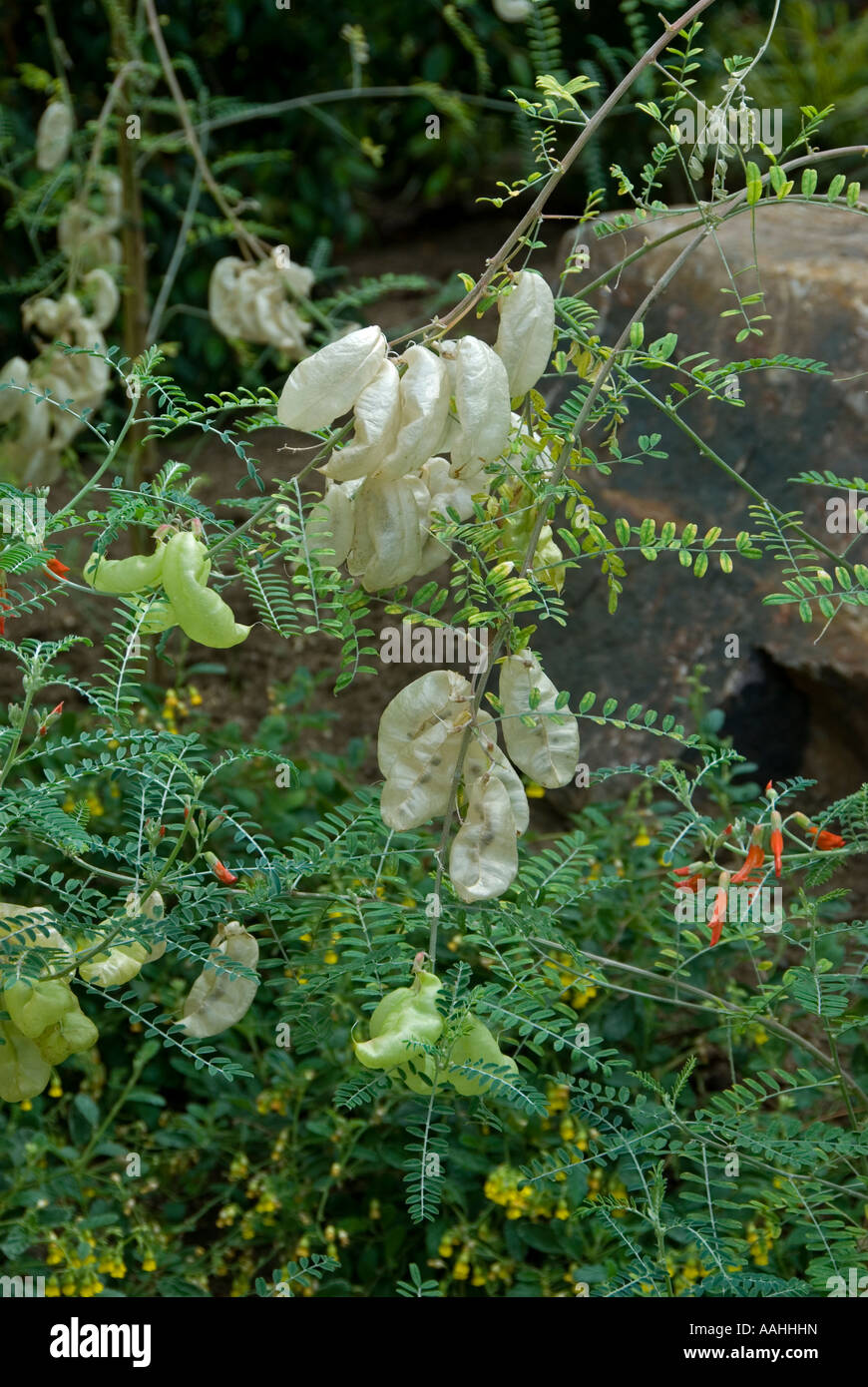 Cancer Bush (Sutherlandia frutescens), South African. Stock Photo