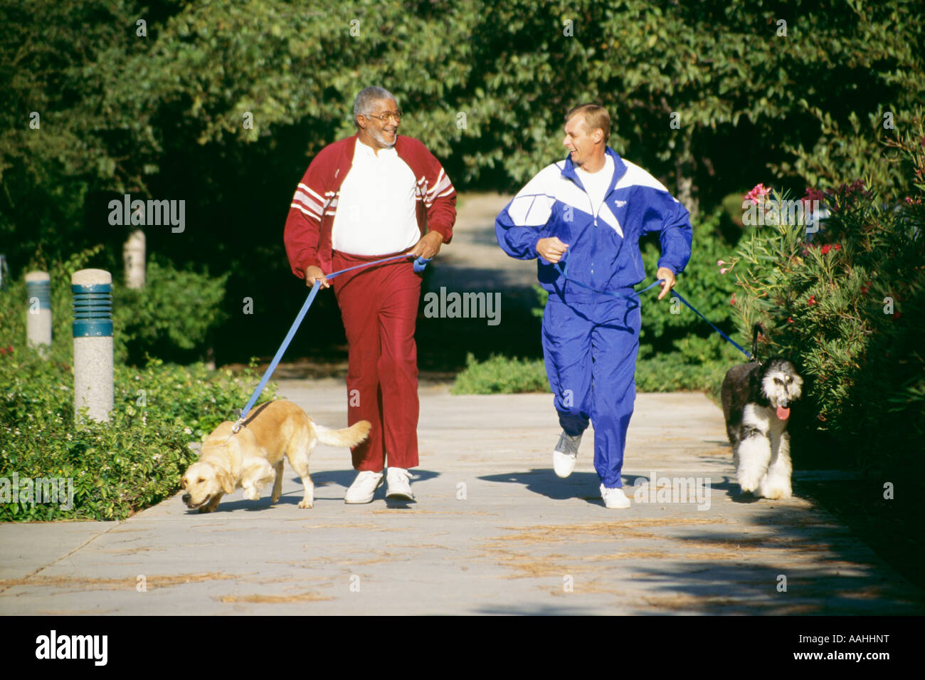Senior men exercising running  jogging with pet dogs Afgan hound Golden Retriever warm-up suits ethnic diverse African American Stock Photo