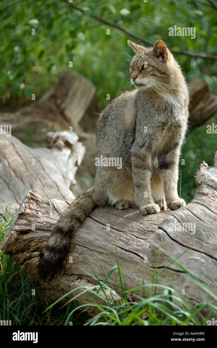 Scottish Wild Cat Felis Catus Captive Note Characteristic Bushy