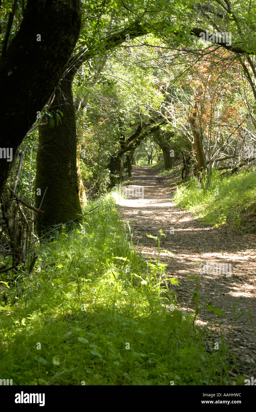 Canopy woods hi-res stock photography and images - Alamy