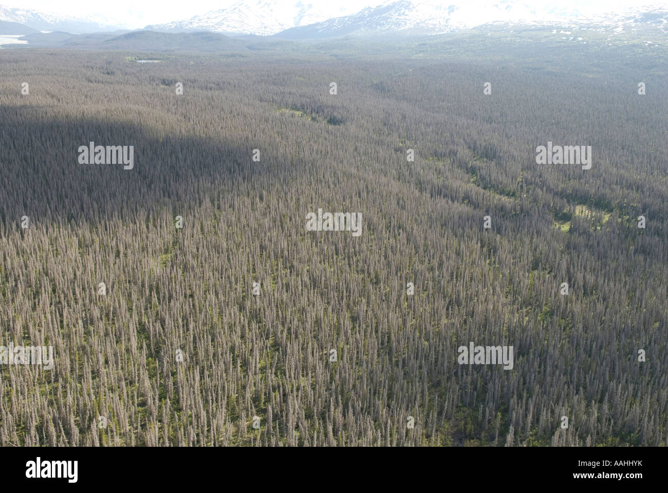 Dead forest killed by mountain pine beetle near Klaune National Park in the Yukon Canada Stock Photo