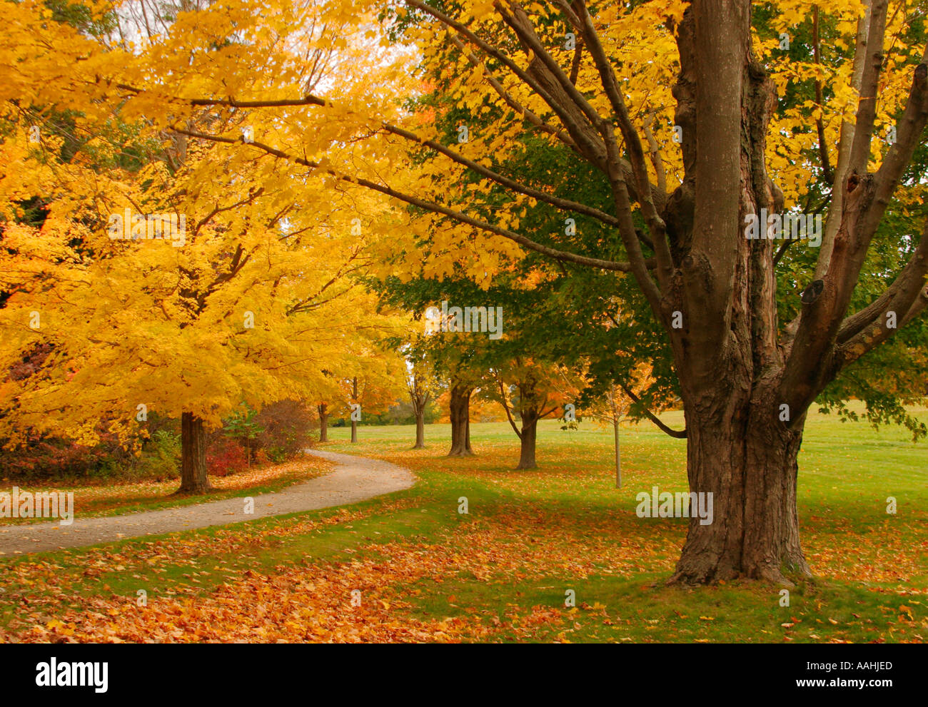 New england autumn trees winding road hi-res stock photography and ...