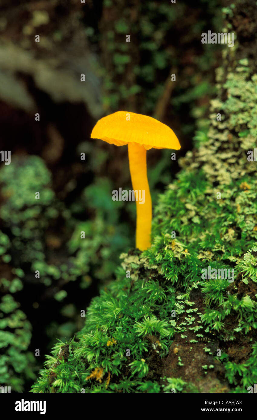 Orange mushroom growing on a moss-covered tree stump Stock Photo - Alamy