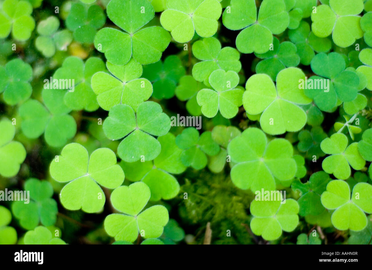 Wild Shamrock a low growing clover like plant with three lobed leaves Stock Photo