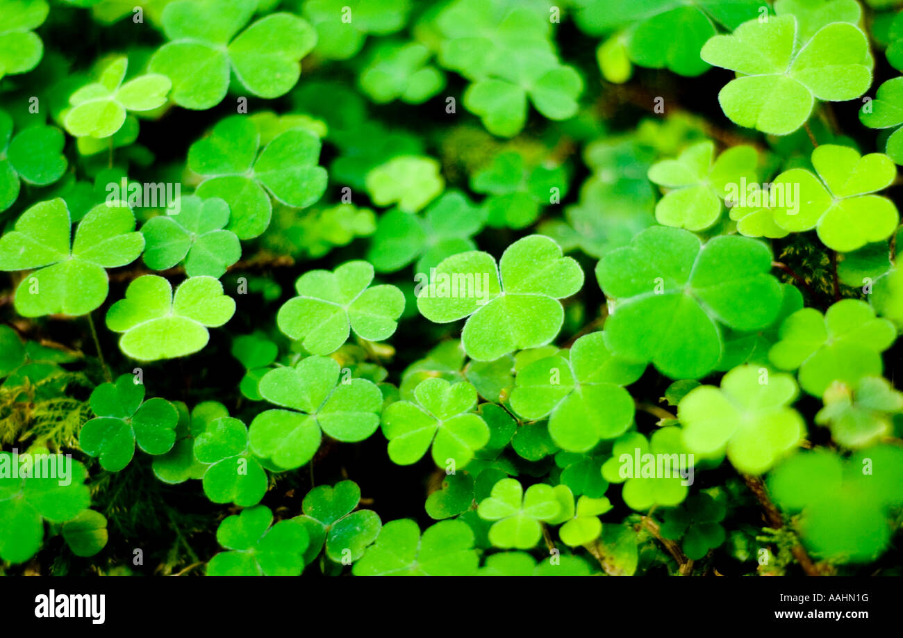 Ardara County Donegal Ireland Wild Shamrock a low growing cloverlike plant with three lobed leaves symbol of Ireland Eire Stock Photo