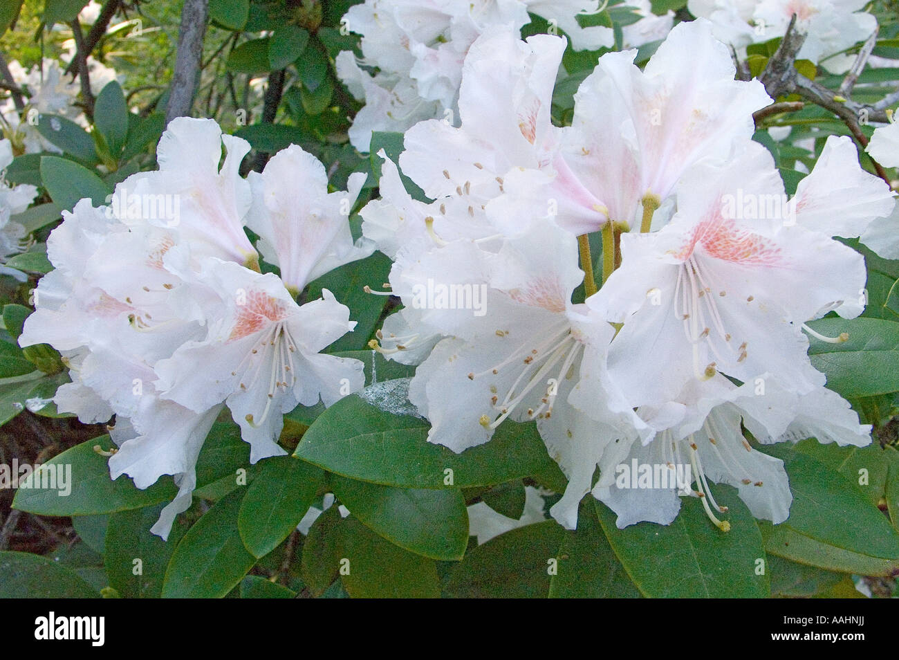 White rhododendron blooming Stock Photo - Alamy