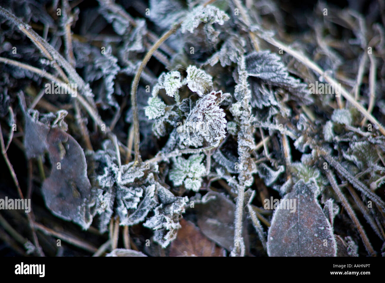Frosty foliage Stock Photo