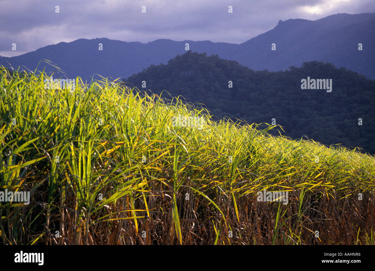 Sugar cane, Queensland, Australia Stock Photo
