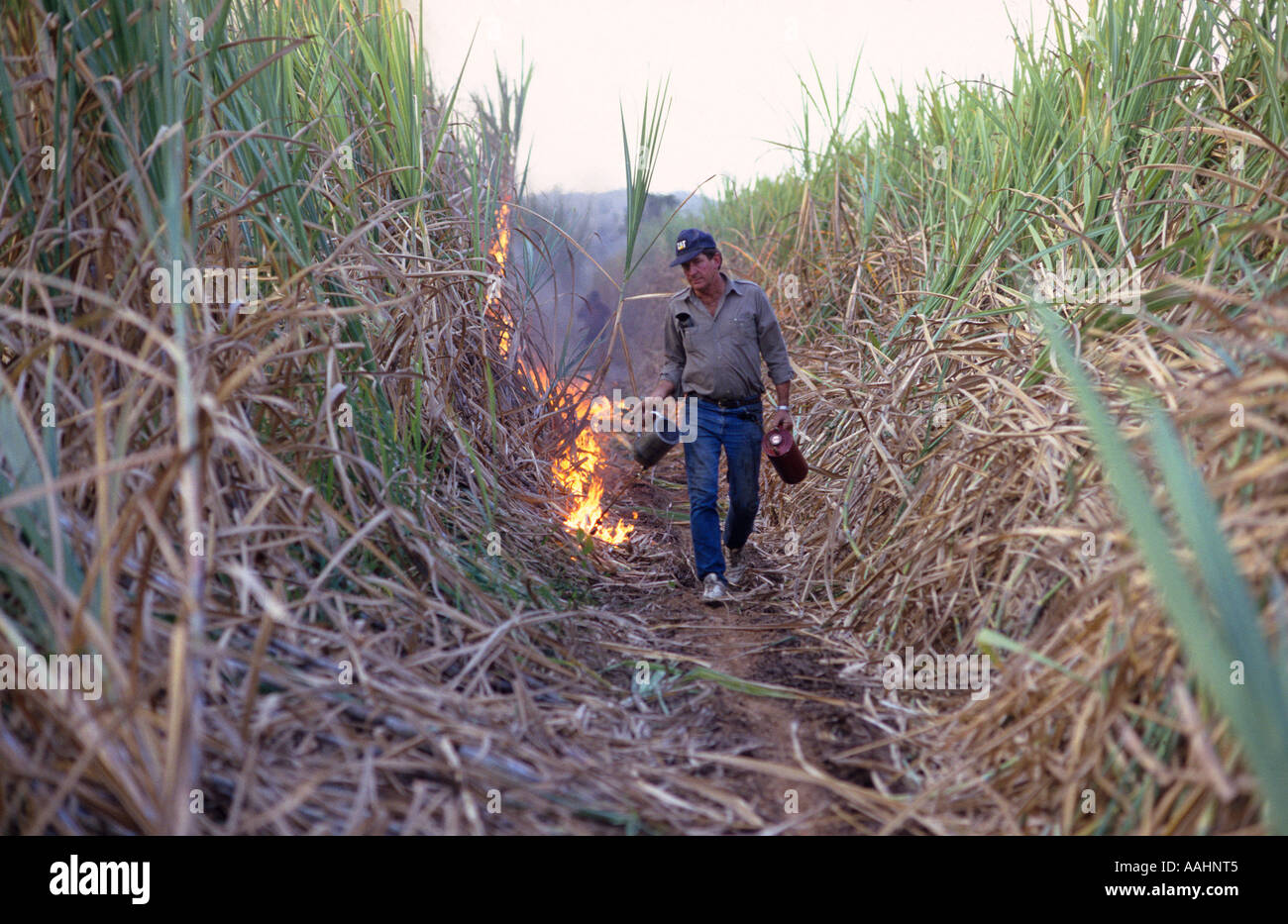 Burning sugar cane Far North Queensland, Australia Stock Photo Alamy