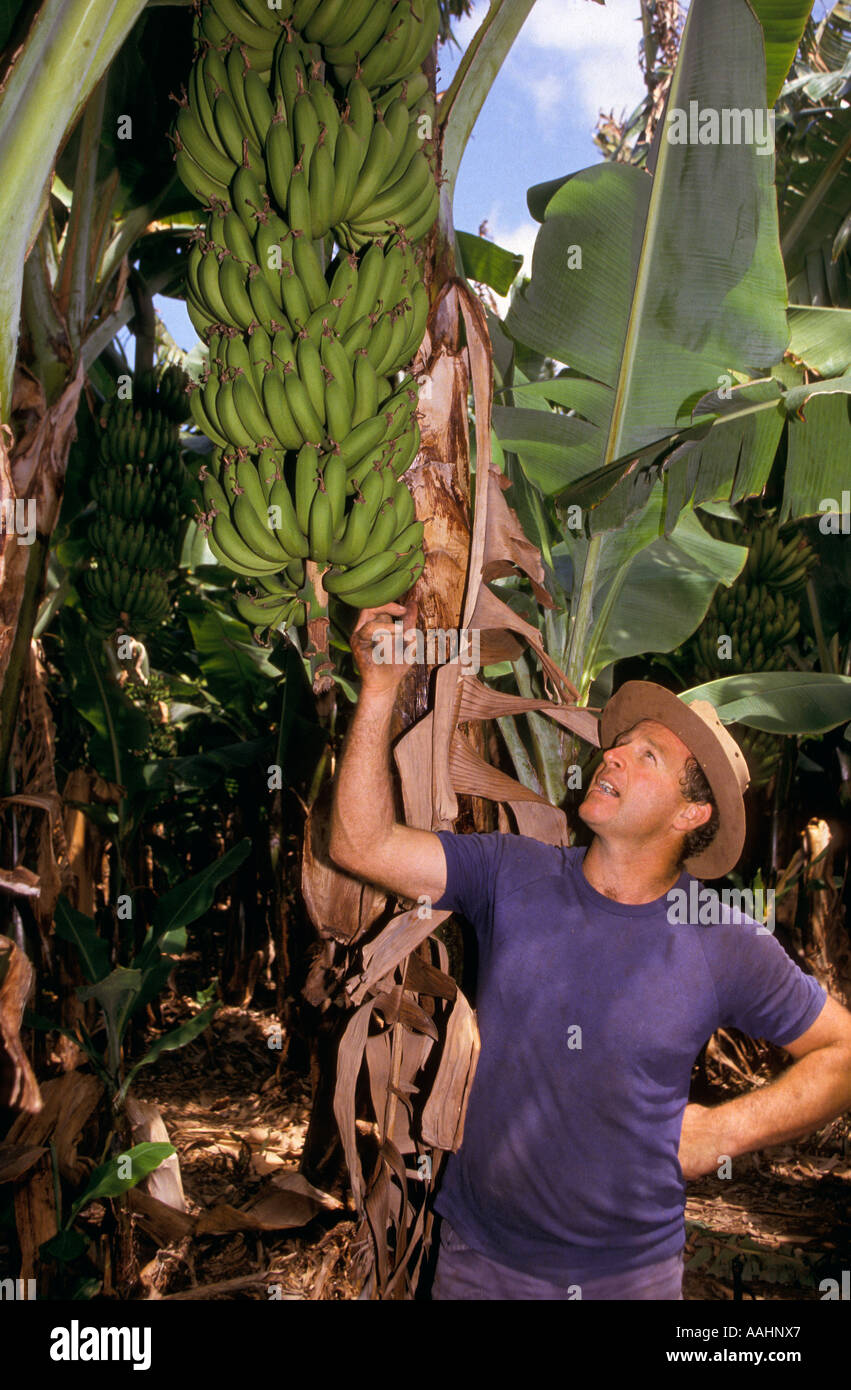 Banana plantation, Carnarvon, Western Australia Stock Photo