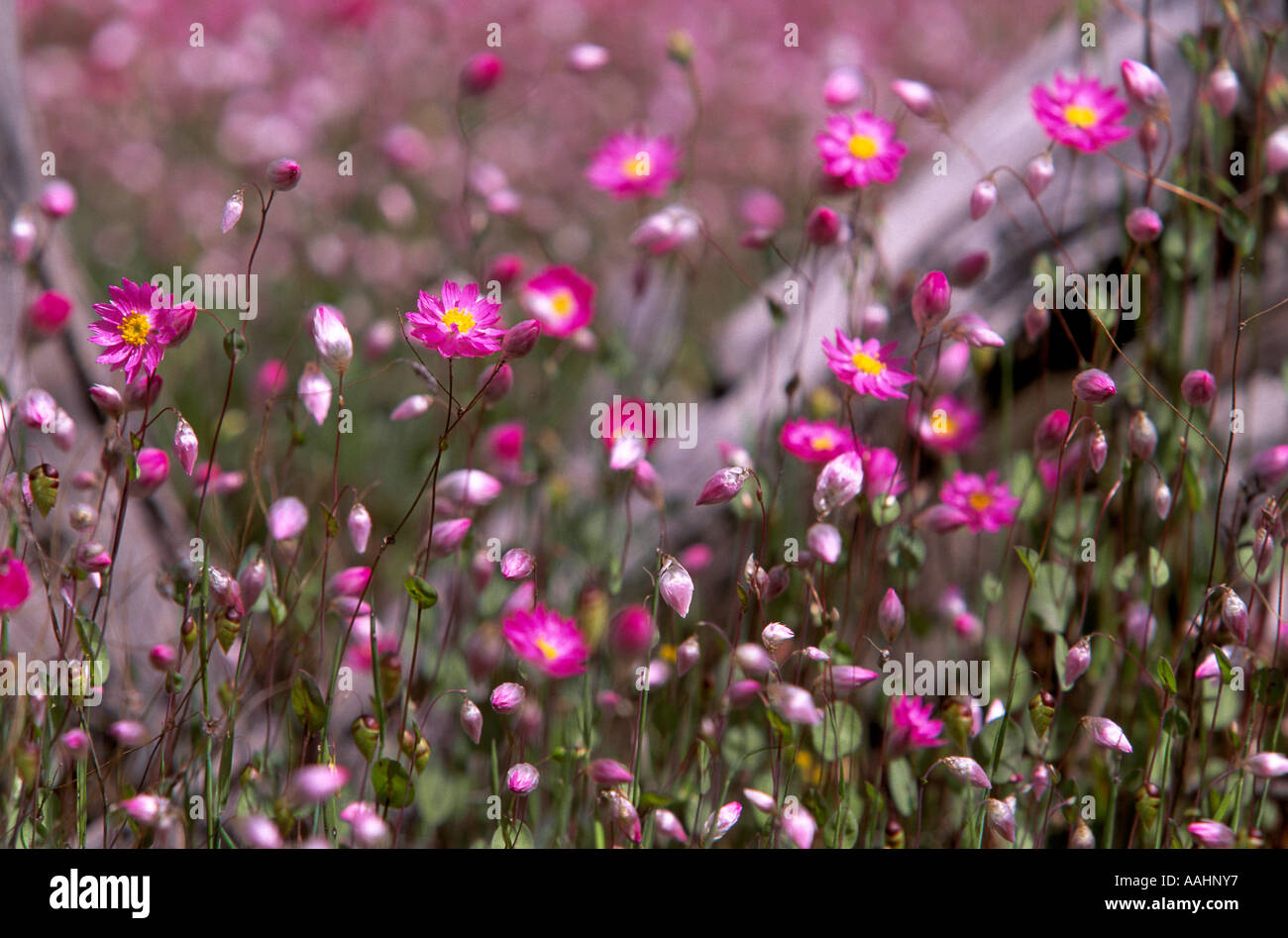 Spring wildflowers, Western Australia Stock Photo