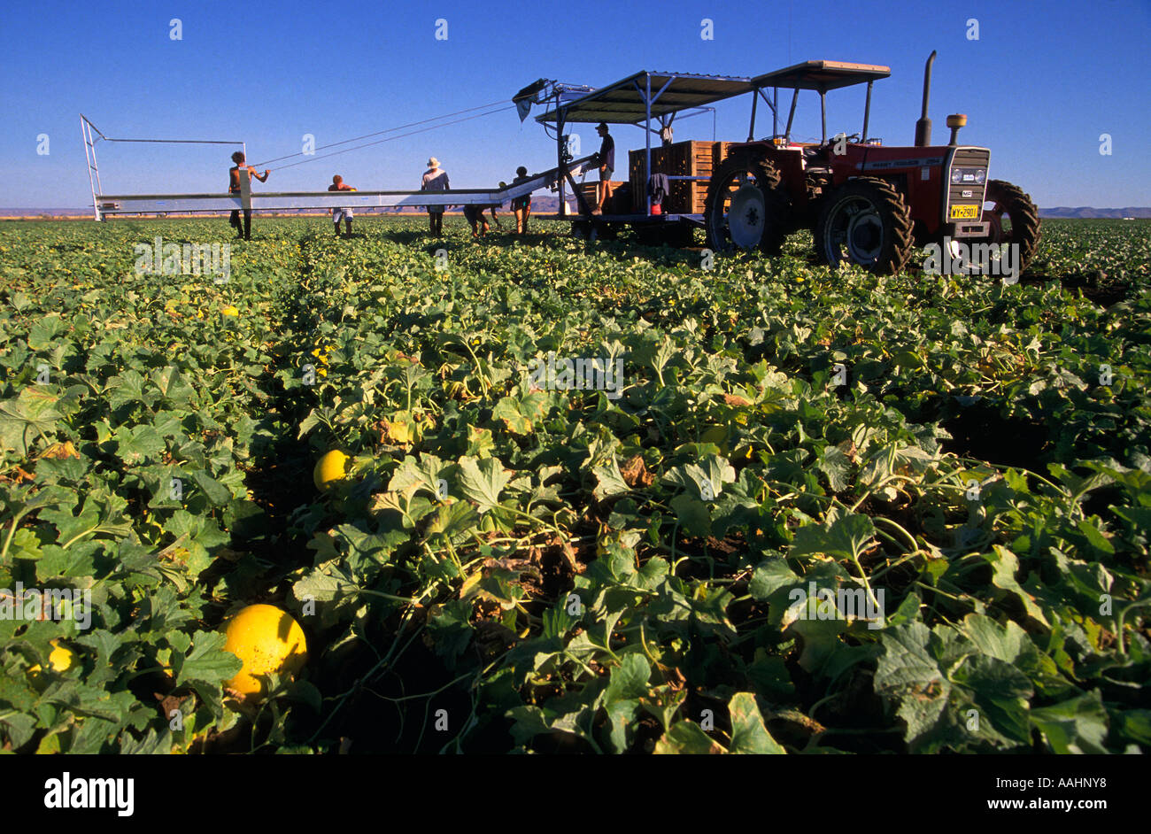 Melon harvest, Ord River irrigation project, , Kununurra, E Stock Photo