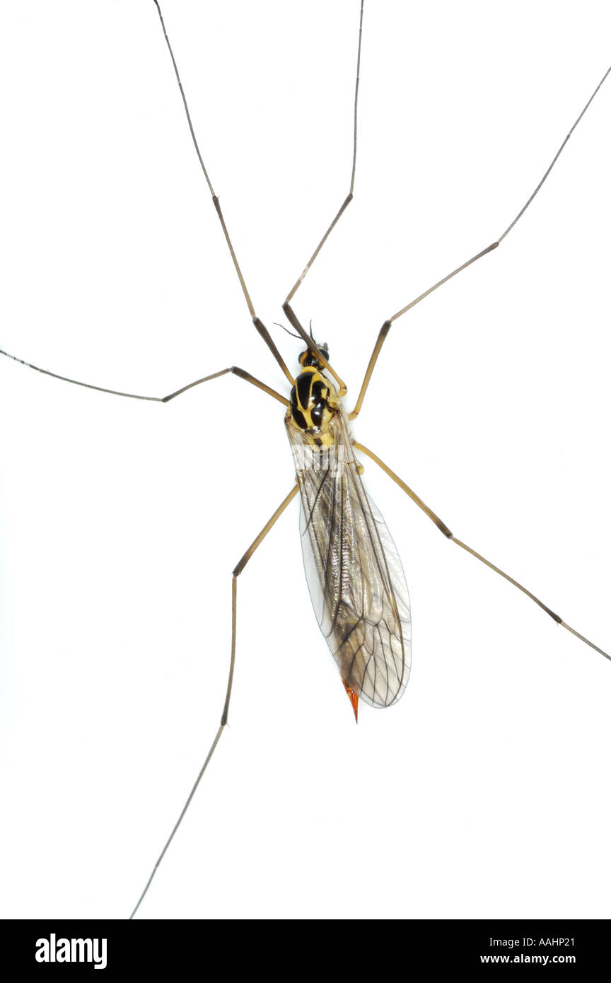 Cranefly insect elegance nephrotoma maculosa fragile fragility wildlife ...