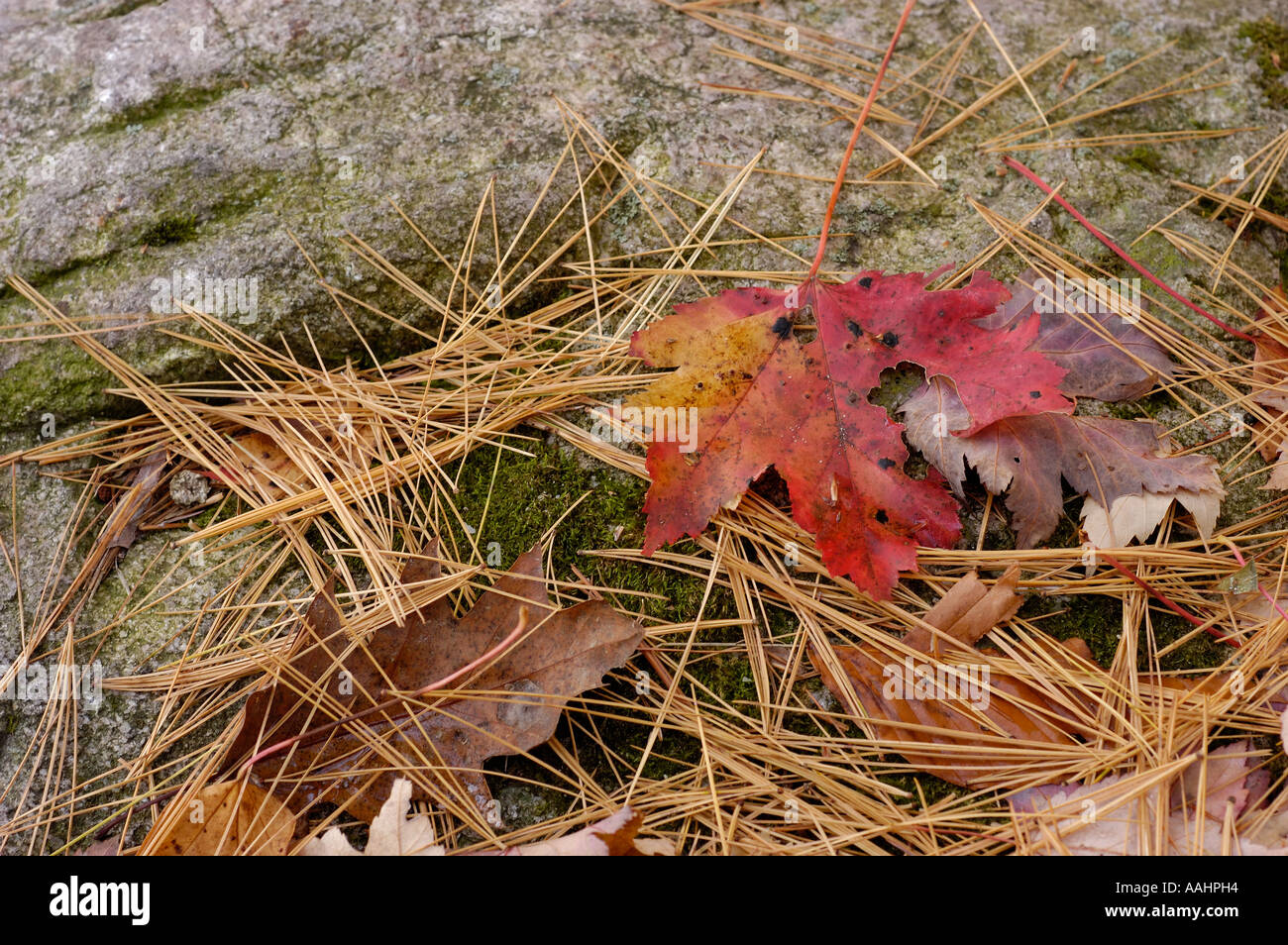 Rock and colorful leaves in autumn Stock Photo