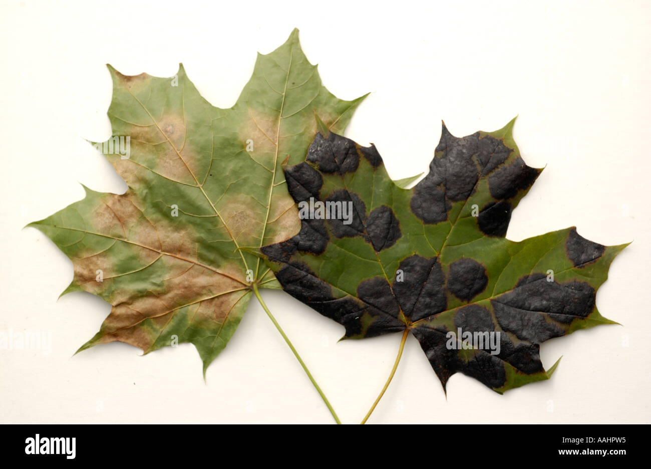 Tar Spot disease on Norway Maple leaves Stock Photo Alamy