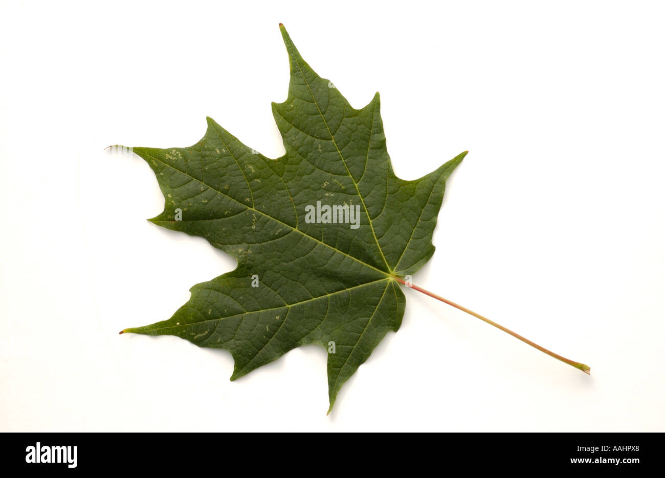 Norway Maple leaf Stock Photo Alamy