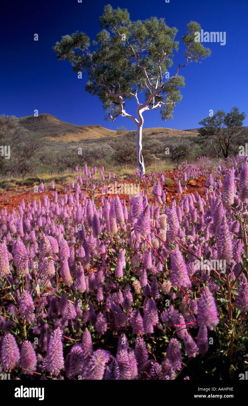 Wildflowers western australia hires stock photography and images Alamy
