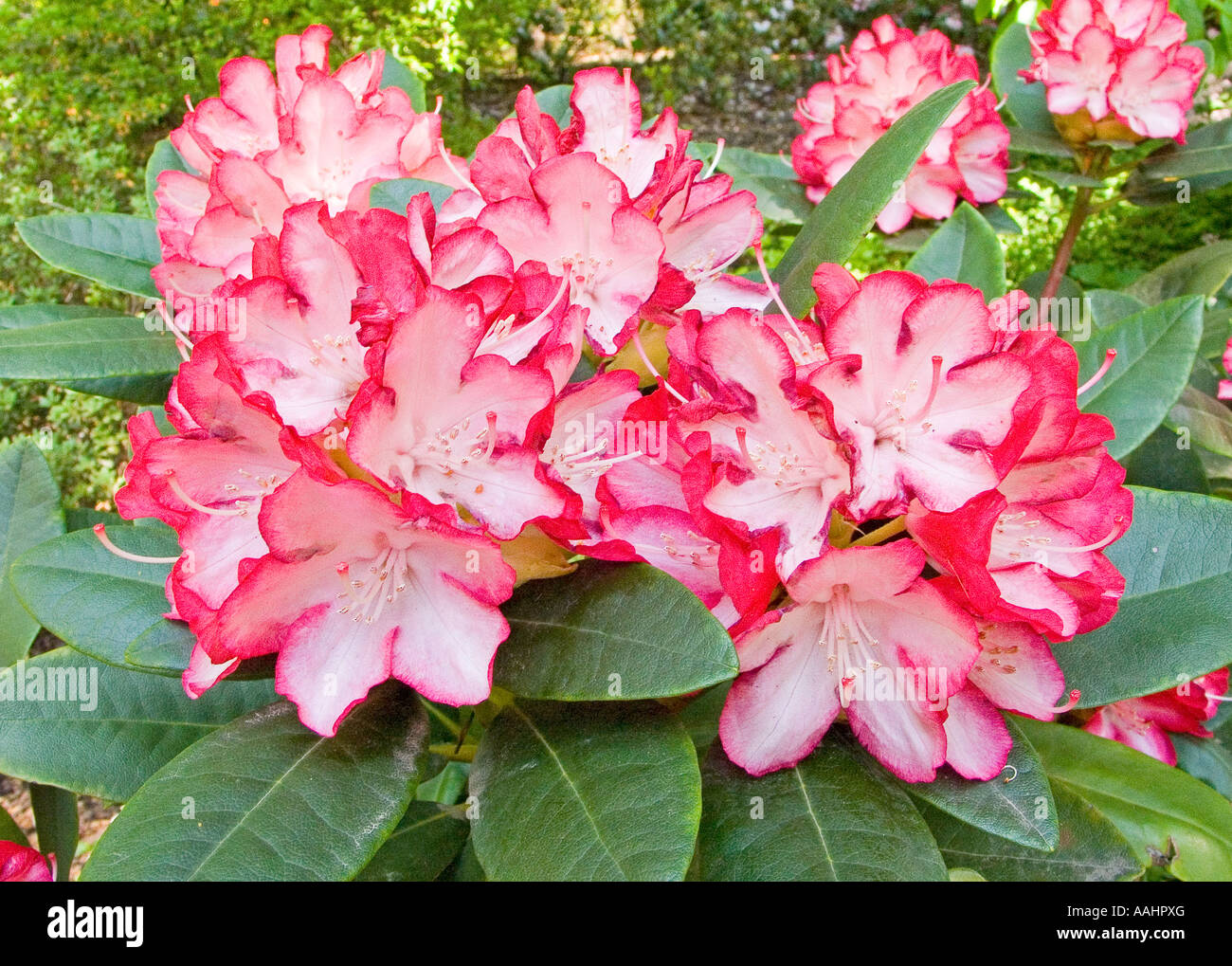 Ann lindsay hi-res stock photography and images - Alamy