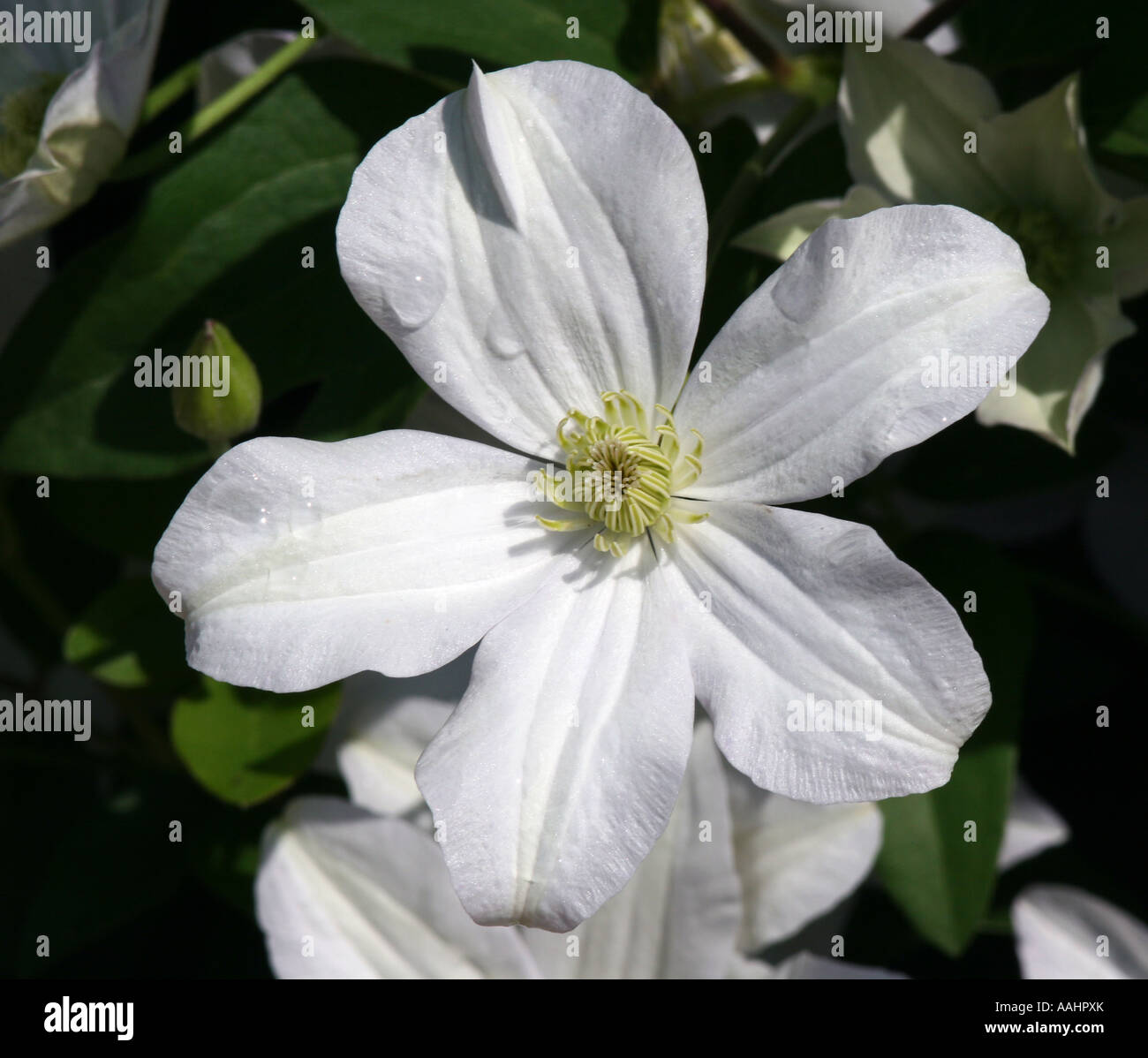 A climbing white flower Stock Photo Alamy
