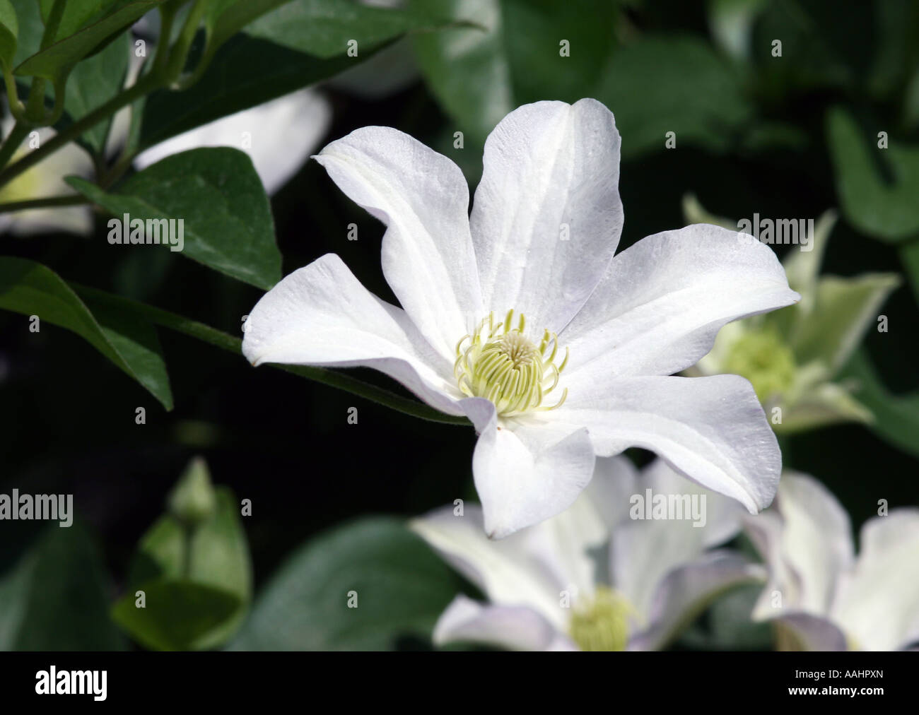 White climbing flower hires stock photography and images Alamy