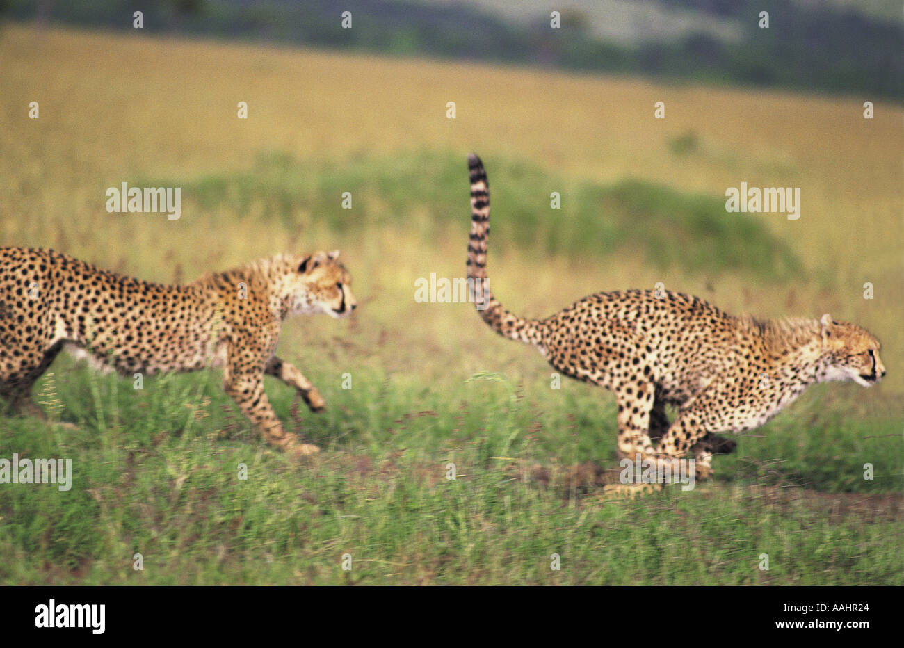 Almost fully grown cheetah cubs chasing each other Masai Mara National Reserve Kenya East Africa Stock Photo