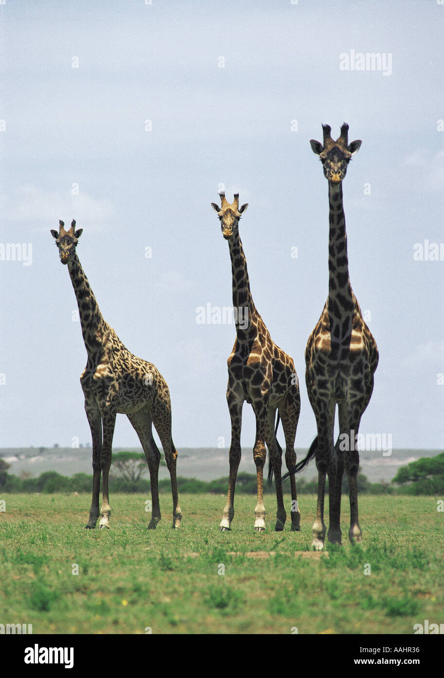 Three Masai Giraffe near the Ol Duvai Gorge Tanzania East Africa Stock Photo